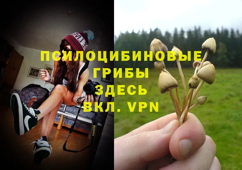 закладка  Зима  Галлюциногенные грибы Magic Shrooms 